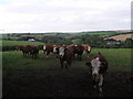 Cattle in a Cornish Landscape.