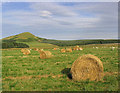 Bales and sheep at Lamblairknowe