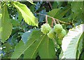 Horse chestnut fruits