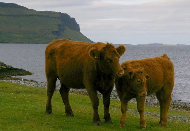 Cattle on shore Loch Na Keal