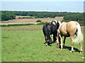 Horses grazing