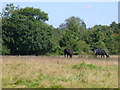 Grazing by Bramblehurst Farm