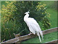 White Peacock