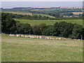 Deer at Keyethern Farm