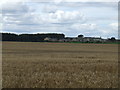 NZ0785 : Cornfield with Greenside in the background by Richard Dawson