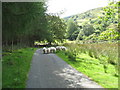 SH7121 : Blaen Cwm rams on the Cwm Wnion road by Eric Jones