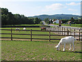 Animals grazing by the A40