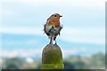 Windswept Robin