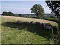 Sheep in the shade