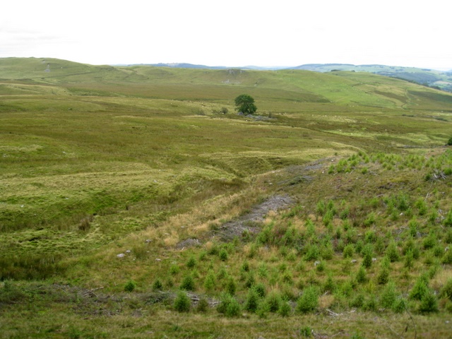 Nant Ffin from edge of Coed Bwlchgwallter