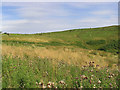 Hill farmland at the head of Craigs Cleuch