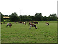 Grazing heifers in field adjacent to Calthorpe House