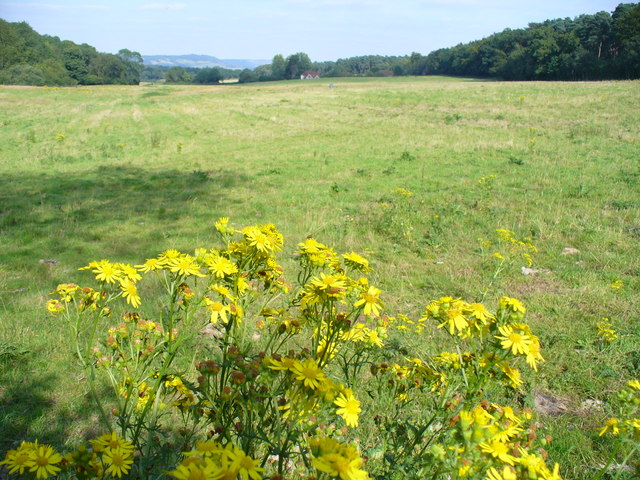 Grassland by Deerleap Wood