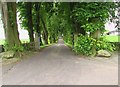 A fine avenue of trees leading to Crocketford House