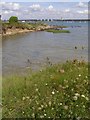 High tide at the western edge of Hythe Spartina Marshes