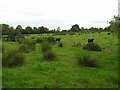 Straw Townland