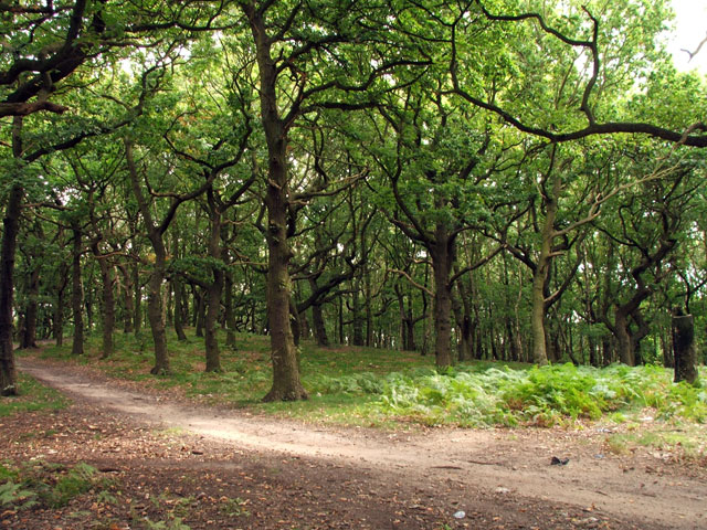 Strawberry Hill Heath © James Hill cc-by-sa/2.0 :: Geograph Britain and ...