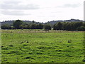SJ3927 : Mixed grazing on  Baggy Moor by John Haynes