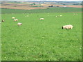 Sheep grazing on Kinknockie Hill