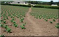 Footpath through a field of Brassicas