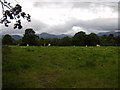 Cattle grazing in field near Loch Lomond