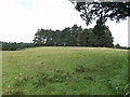 SJ3521 : Cluster of trees on Knockin Heath by John Haynes