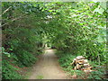 Forestry road leading north from Llanelltyd village