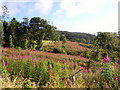 Willow-herb forest