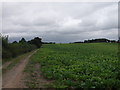 Sugarbeet as far as the eye can see