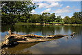 Fallen tree in Fachwen Pool