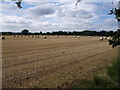 Bales near Chilton Cantelo