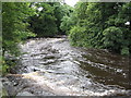 Swollen black Cart Water