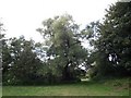 Field and trees by River Parrett