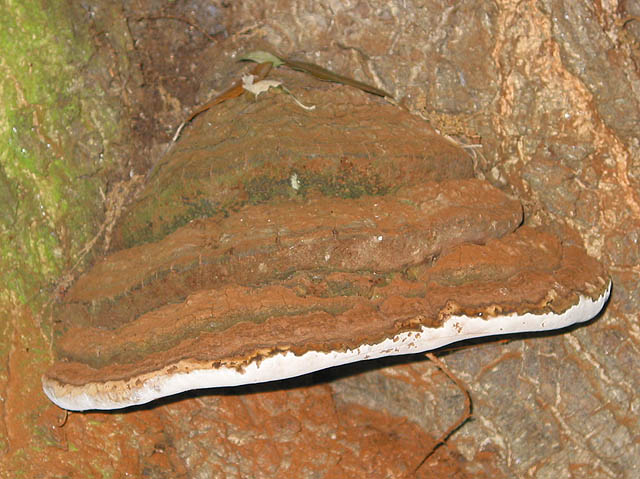 Bracket fungus - Inonotus hispidus © Pauline E :: Geograph Britain and ...