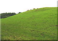 Sheep on a hillock