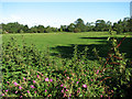 View north across Mill Common from Honing Road