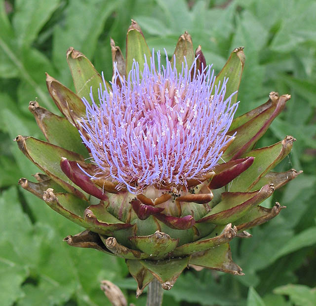 Flowering Globe Artichoke © Pauline E :: Geograph Britain and Ireland