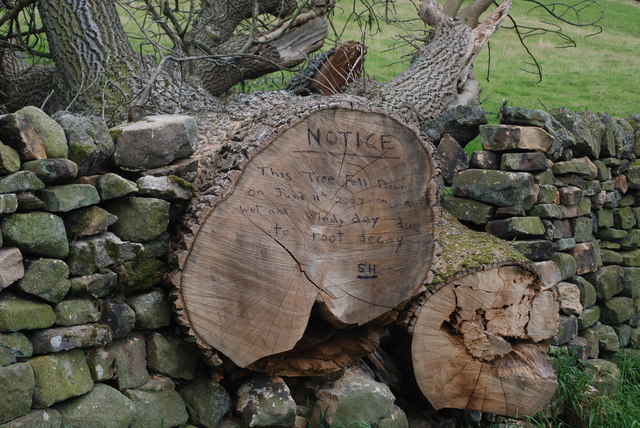 Fallen tree by Thrope Farm