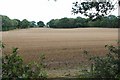 Stubble Field