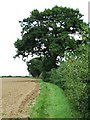 Tree And Footpath