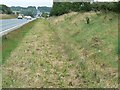 Grass verge, A419 north of Blunsdon, Swindon