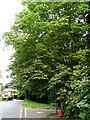 A Horse Chestnut Tree with Leaf Blotch