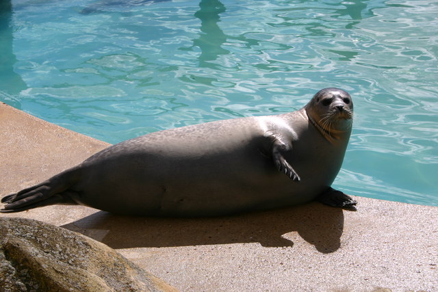 Seal at the Seal Sanctuary