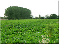 Field of sugar beet and small wood south of Bradfield Heath