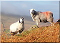 SD2193 : Lakeland sheep by Andrew Hill