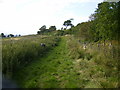 Green track and field margin along Scagglethorpe Brow