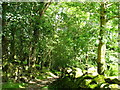 Shady green lane above Rhydymain