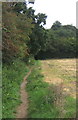 Field edge path towards woodland