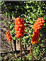 Jack in the Pulpit  (Arisaema triphyllum)