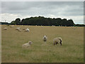 Sheep on Willoughton Cliff